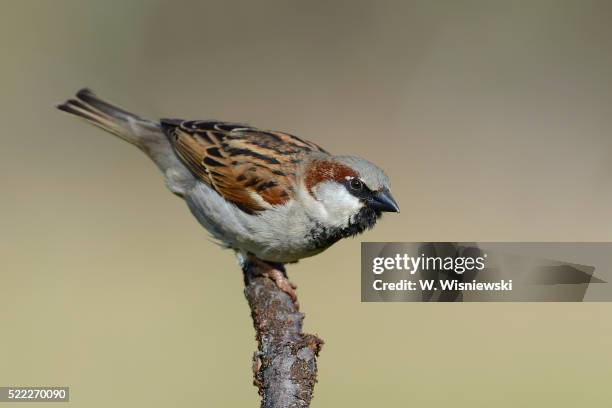 male house sparrow (passer domesticus) - gorrión común fotografías e imágenes de stock