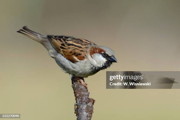 male house sparrow (passer domesticus) - passero foto e immagini stock