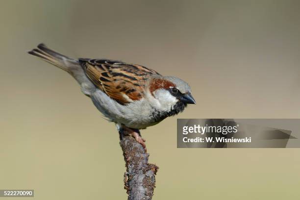 male house sparrow (passer domesticus) - mus stockfoto's en -beelden