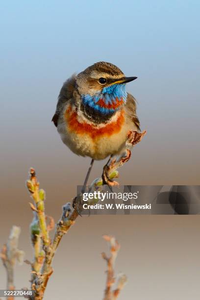 red-spotted bluethroat (luscinia svecica svecica) - bluethroat stock pictures, royalty-free photos & images