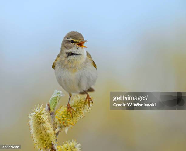 willow warbler (phylloscopus trochilus) - warbler stock pictures, royalty-free photos & images