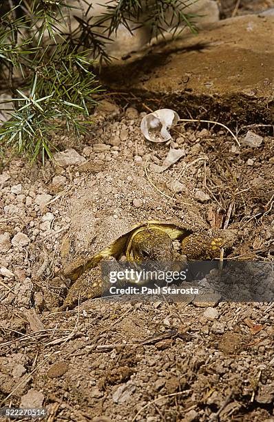 testudo hermanni (western hermann's tortoise) - emerging from ground in spring - hibernation stock pictures, royalty-free photos & images