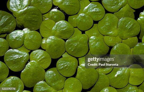 spirodela polyrrhiza (greater duckweed, common duckweed, duckmeat, giant duckweed) - wasserlinse stock-fotos und bilder