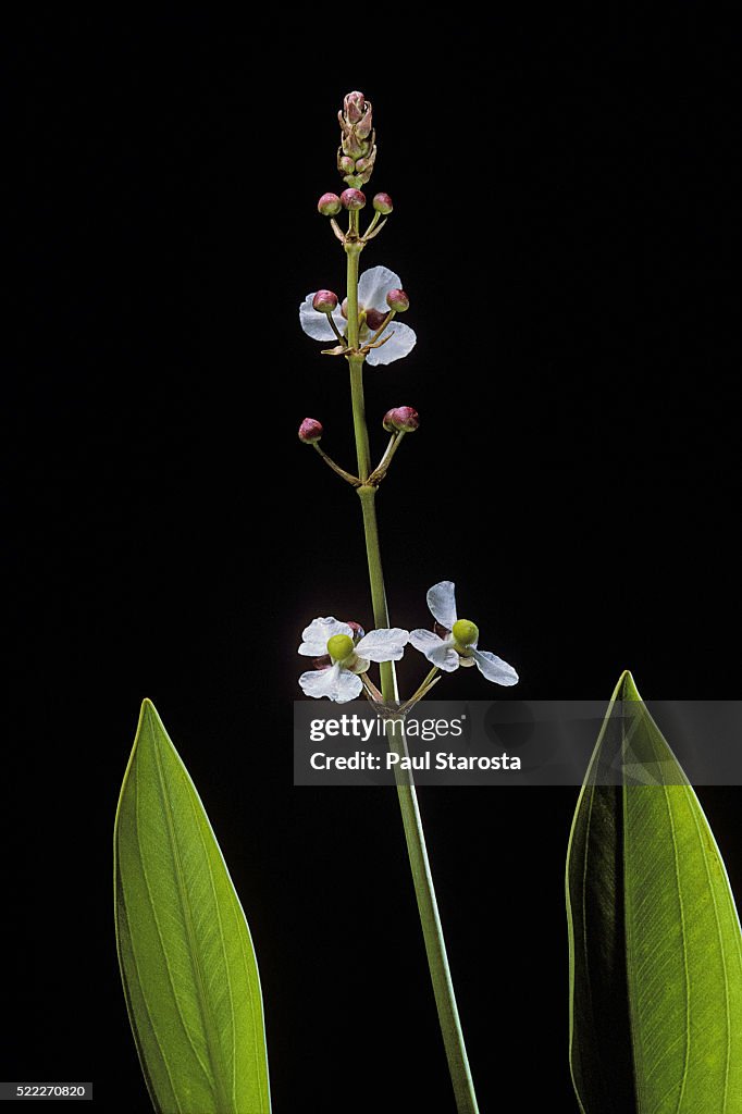 Sagittaria lancifolia (bull-tongue arrowhead, scythefruit arrowhead, duck potato)