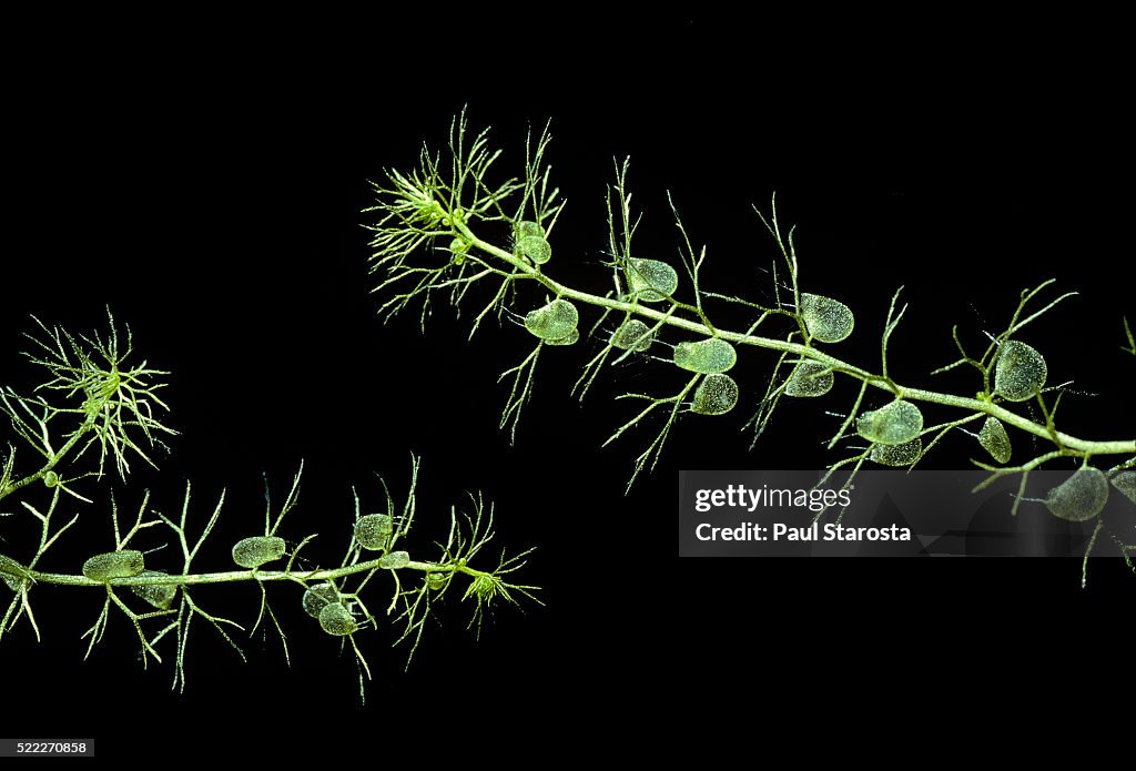 Utricularia vulgaris (greater bladderwort, common bladderwort) - underwater