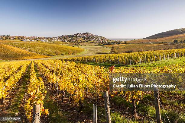 autumn color in the vineyards of sancerre, france - cher stock pictures, royalty-free photos & images