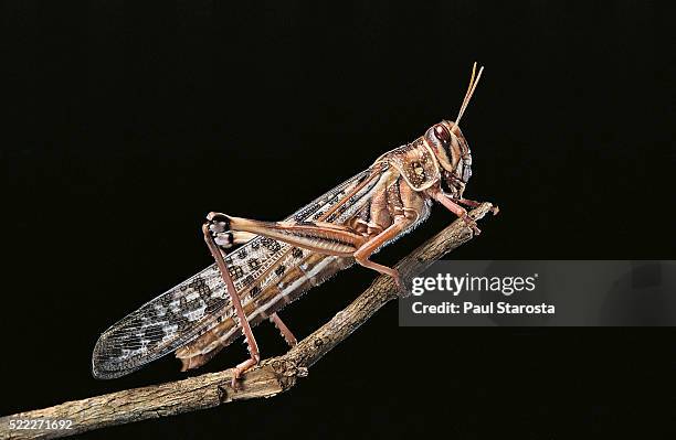 6,225 Locust Insect Stock Photos, High-Res Pictures, and Images - Getty ...