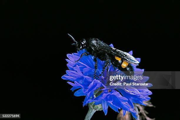 scolia hirta (scoliid wasp) - scolia stock pictures, royalty-free photos & images