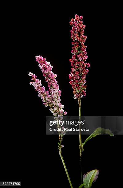 persicaria affinis (fleece flower, knotweed) - polygonum persicaria stock pictures, royalty-free photos & images