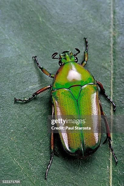 smaragdesthes africana (flower beetle) - scarabee stockfoto's en -beelden