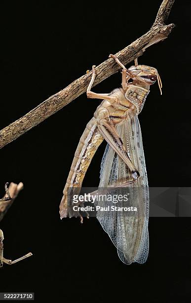 schistocerca gregaria (desert locust) - emerging - desert locust stock pictures, royalty-free photos & images
