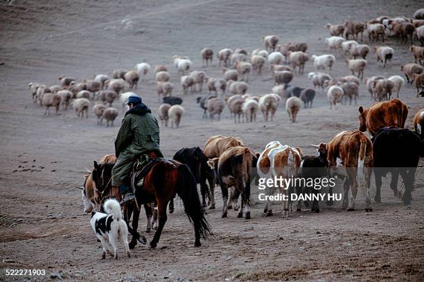 animal husbandry transferring in altay area - kazakhstan man stock pictures, royalty-free photos & images