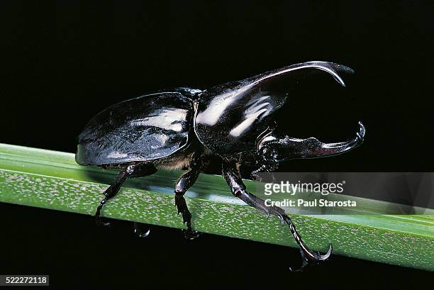 xylotrupes gideon (siamese rhinoceros beetle, fighting beetle) - male - scarabee stockfoto's en -beelden