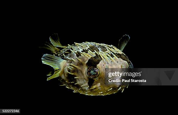 diodon holocanthus (longspined porcupinefish, freckled porcupinefish) - balloonfish stock pictures, royalty-free photos & images