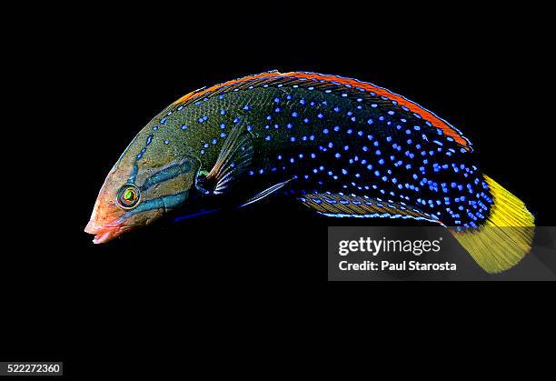 Coris Shell Gaimard Photos and Premium High Res Pictures - Getty Images