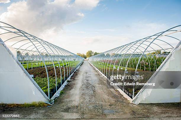 greenhouse of flowers - greenhouse imagens e fotografias de stock