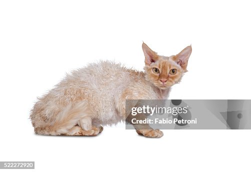 Devon rex cat Devon rex cat