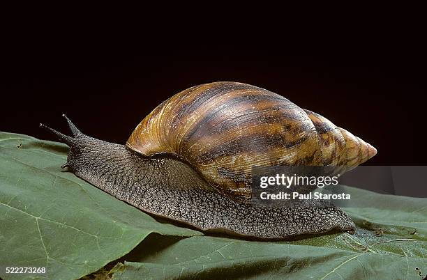 achatina fulica (giant african snail, giant african land snail) - helix pomatia stock pictures, royalty-free photos & images