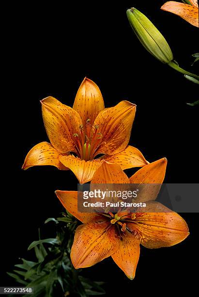 lilium bulbiferum (orange lily, fire lily, tiger lily) - tiger lily flower foto e immagini stock