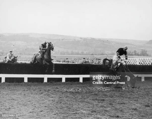 With a two-length lead, Pas Seul, ridden by Bill Rees, falls at the last fence in the Gold Cup at Cheltenham, 5th March 1959. The race was won by...