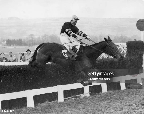 With a two-length lead, Pas Seul, ridden by Bill Rees, falls at the last fence in the Gold Cup at Cheltenham, 5th March 1959. The race was won by...