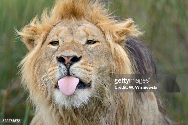 portrait of a mane lion - leeuw stockfoto's en -beelden