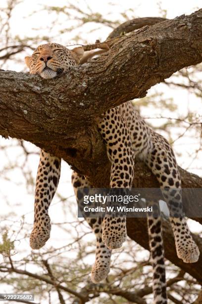 leopard with a kill in an acacia tree - leopard stock-fotos und bilder