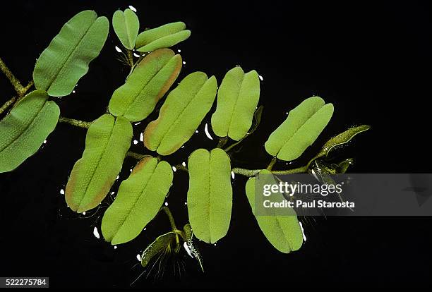 salvinia oblongifolia (giant floating fern) - salvinia stock pictures, royalty-free photos & images