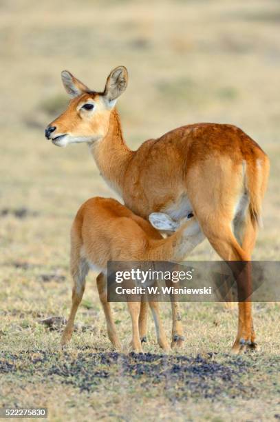 puku (kobus vardoni). female with calf. south lungwa national park. zambia - mamífero fotografías e imágenes de stock