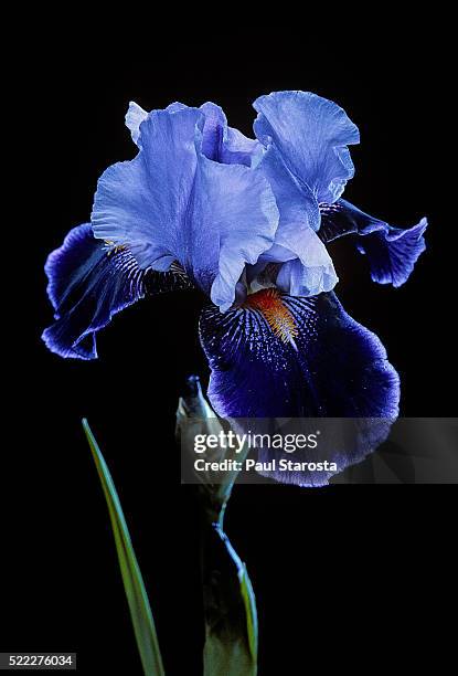 iris 'magic man' - iris flower stock-fotos und bilder