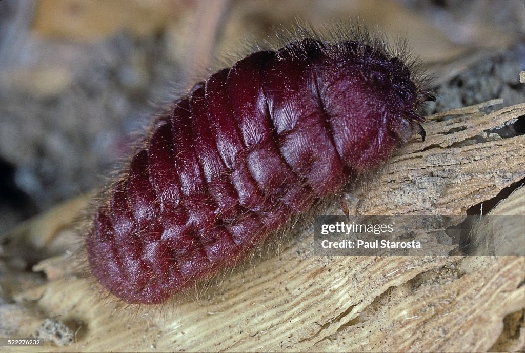Porphyrophora hamelii (armenian cochineal, ararat scale) - female