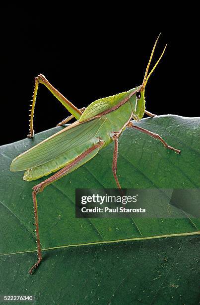 prionolopha serrata (serrate lubber grasshopper) - lubber grasshopper stock pictures, royalty-free photos & images