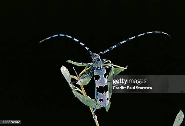 rosalia alpina (rosalia longicorn) - escarabajo-de-cuerno-largo fotografías e imágenes de stock