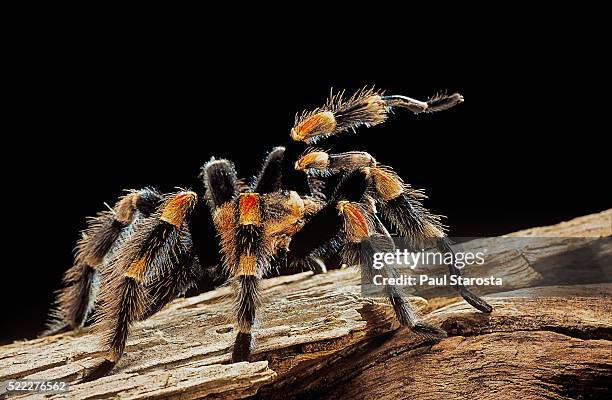 brachypelma smithi (mexican red-knee tarantula) - mexican redknee tarantula stock pictures, royalty-free photos & images