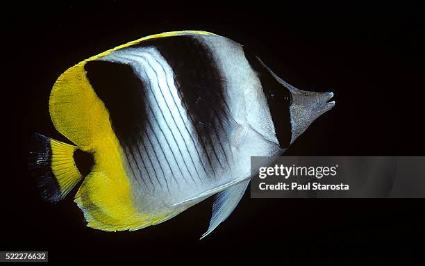 chaetodon ulietensis (pacific double-saddle butterflyfish) - pacific double saddle butterflyfish stock pictures, royalty-free photos & images