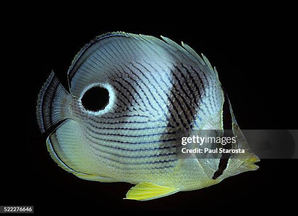 chaetodon capistratus (foureye butterflyfish, four-eyed butterflyfish) - 蝴蝶魚 個照片及圖片檔