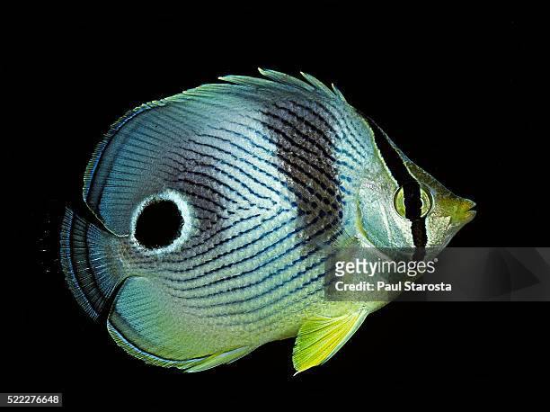 chaetodon capistratus (foureye butterflyfish, four-eyed butterflyfish) - ocellus stock pictures, royalty-free photos & images