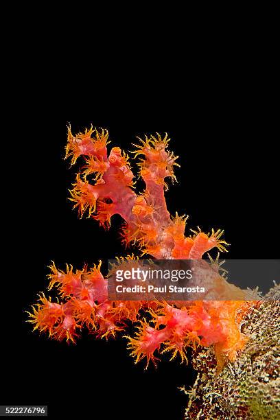 dendronephthya sp. (carnation coral, thistle soft coral) - coral ストックフォトと画像