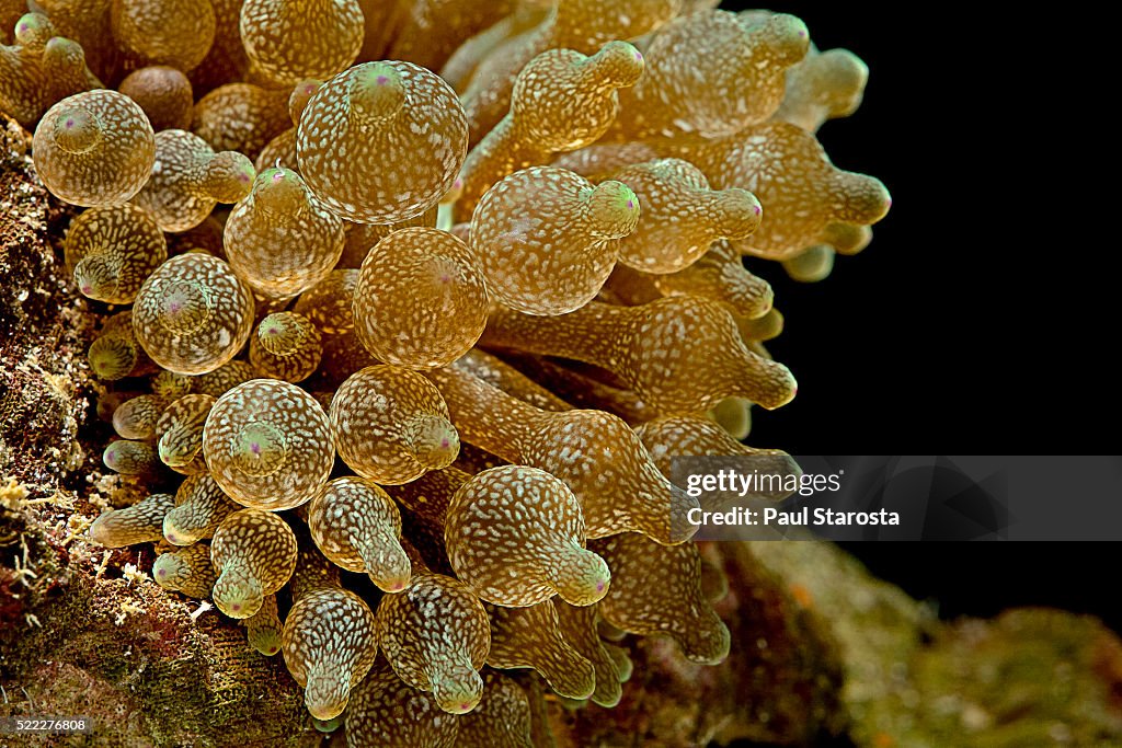 Entacmaea quadricolor (bubble-tip anemone, bulb tentacle anemone)