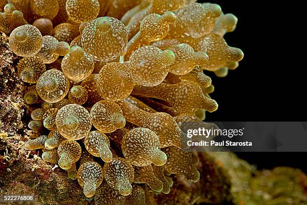 entacmaea quadricolor (bubble-tip anemone, bulb tentacle anemone) - entacmaea stock pictures, royalty-free photos & images