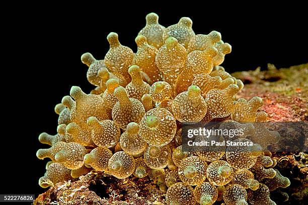 entacmaea quadricolor (bubble-tip anemone, bulb tentacle anemone) - entacmaea quadricolor stock pictures, royalty-free photos & images