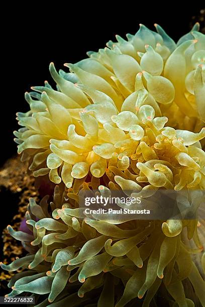entacmaea quadricolor (bubble-tip anemone, bulb tentacle anemone) - entacmaea quadricolor stock pictures, royalty-free photos & images