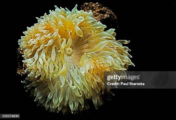 entacmaea quadricolor (bubble-tip anemone, bulb tentacle anemone) - entacmaea stock pictures, royalty-free photos & images