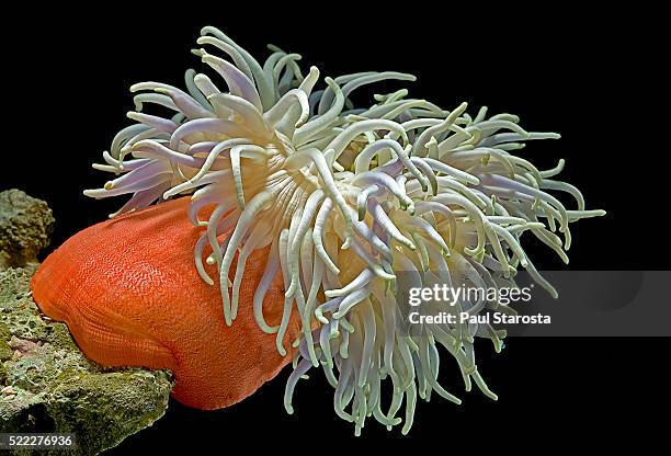 heteractis magnifica (magnificent sea anemone, ritteri anemone) - anemone magnifica stock pictures, royalty-free photos & images