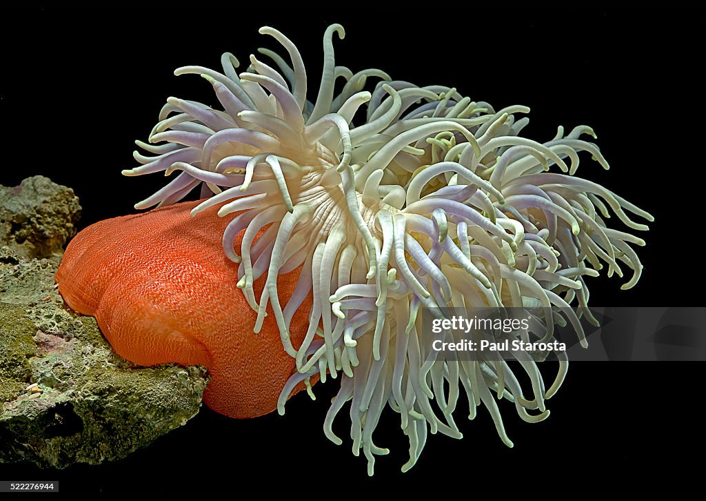 Heteractis magnifica (magnificent sea anemone, ritteri anemone)