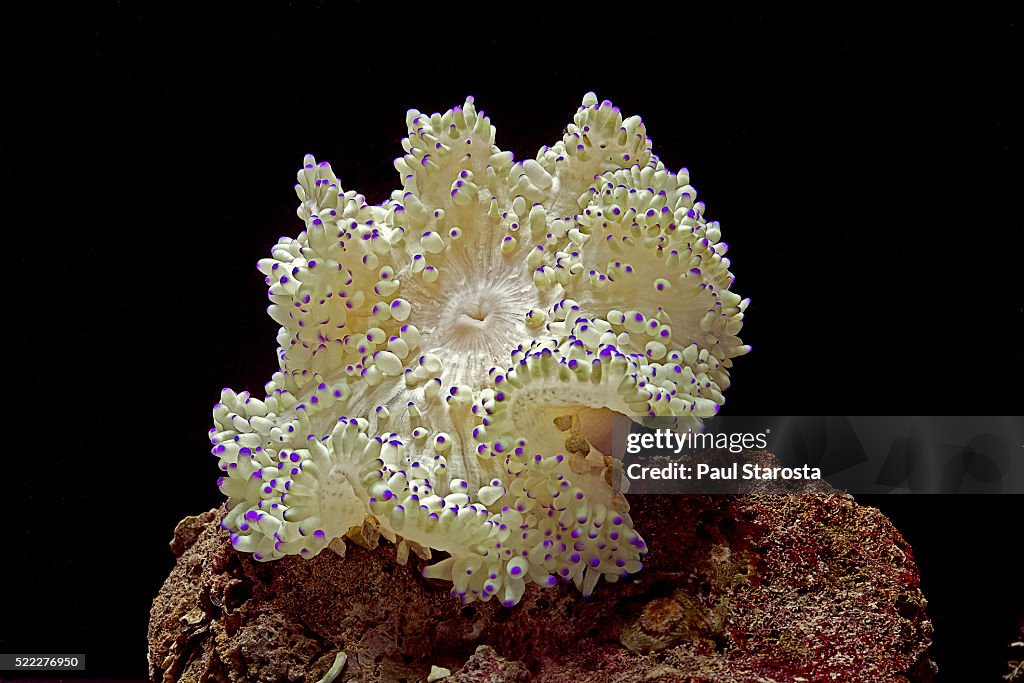 Heteractis sp. (sea anemone)