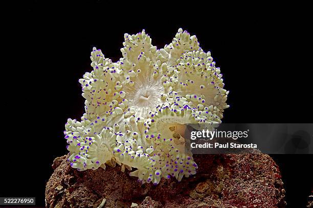 heteractis sp. (sea anemone) - anemone sp stock pictures, royalty-free photos & images