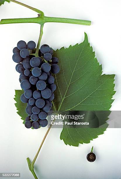 vitis vinifera 'baco' (grape) - baco stock pictures, royalty-free photos & images