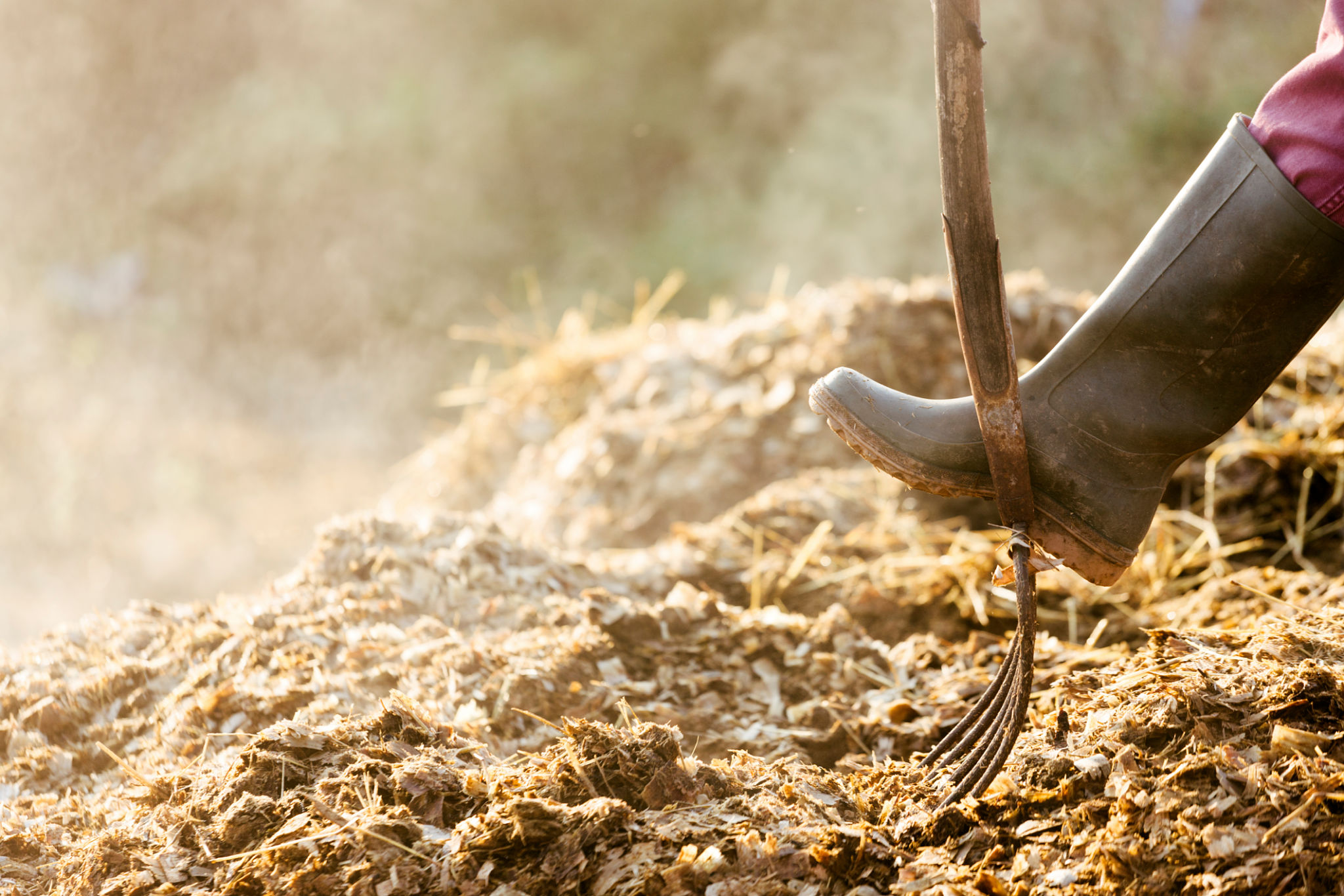 horse manure