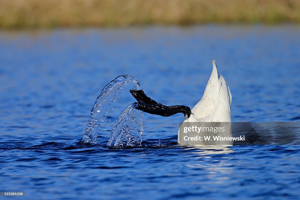 Whooper swan (Cygnus cygnus) feeding